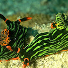 Variable Neon Slug/Nudibranch