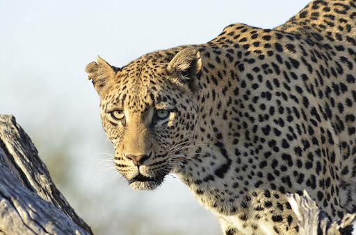 Kruger Park VR Sightings