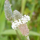 English plantain