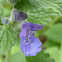 Catmint