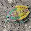 Nymph of Stink/Shield Bug