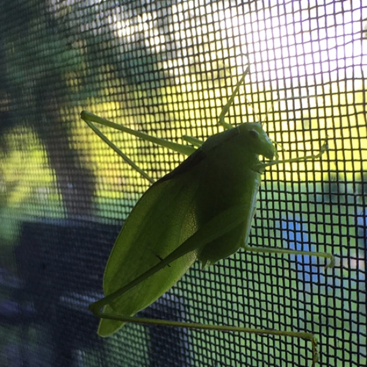 Katydid