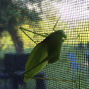 Katydid