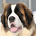 Saint Bernard Wallpapers and New Tab