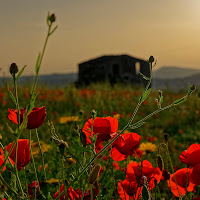 Poppies di 