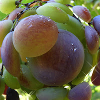 Aspettando la vendemmia. di 