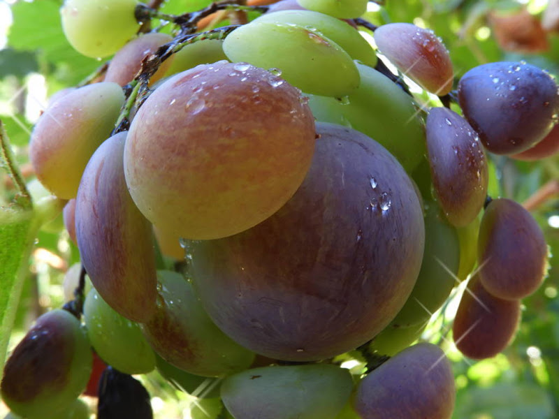 Aspettando la vendemmia. di claudio_sposetti