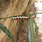 Striped Blue Crow Caterpillar