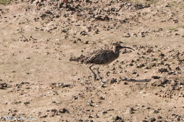 Whimbrel