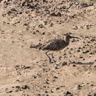 Whimbrel