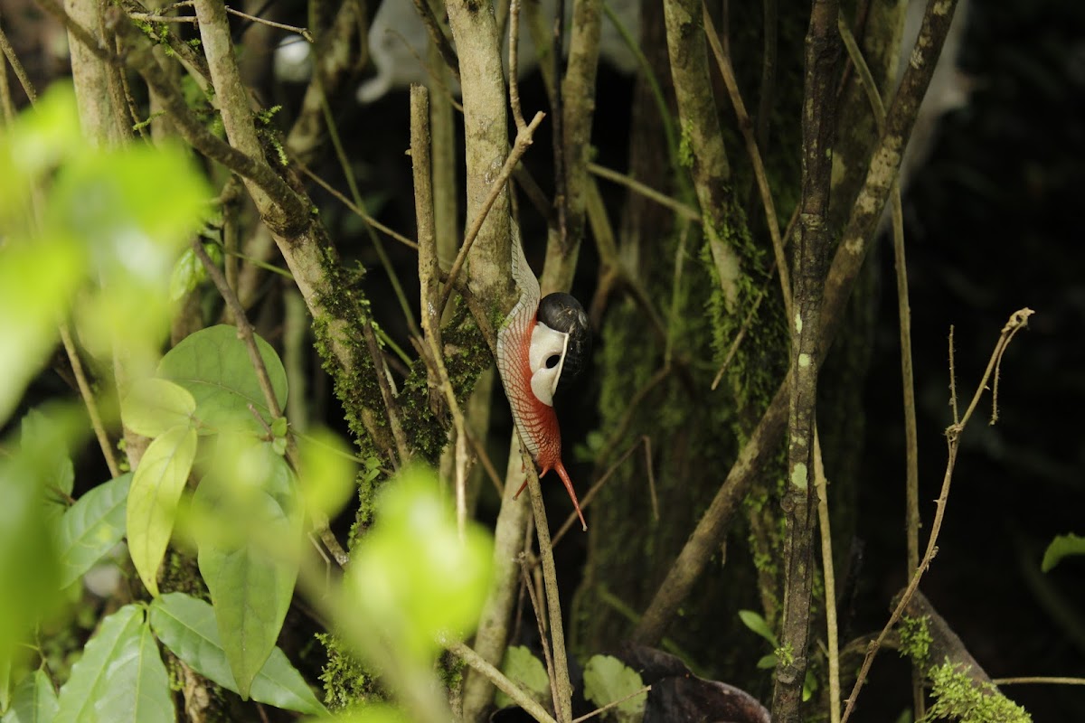 Fiery Red Land Snail