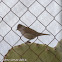 Blackcap; Curruca Capirotada