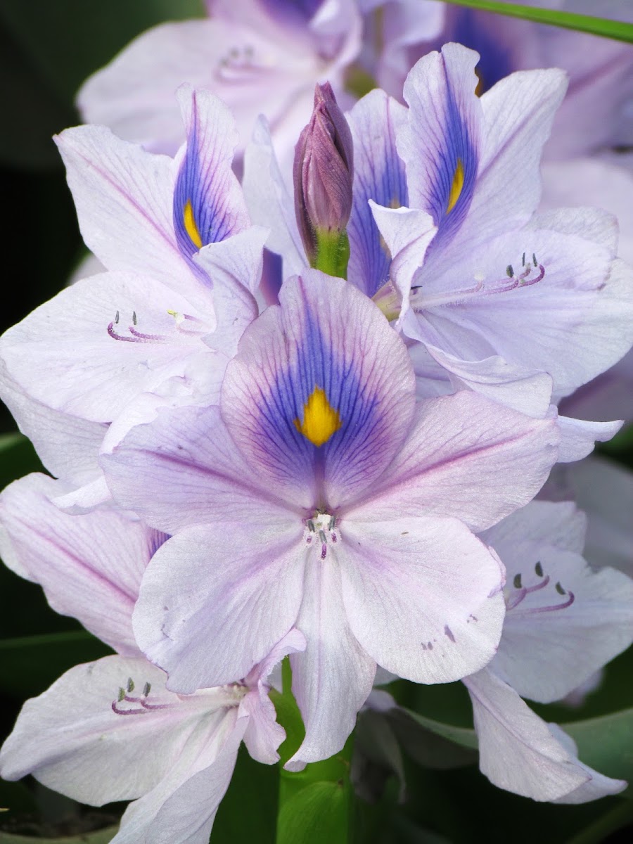 Water hyacinth