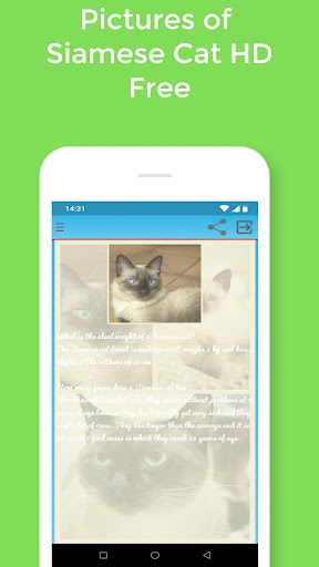 Wallpaper Siamese Cat HD