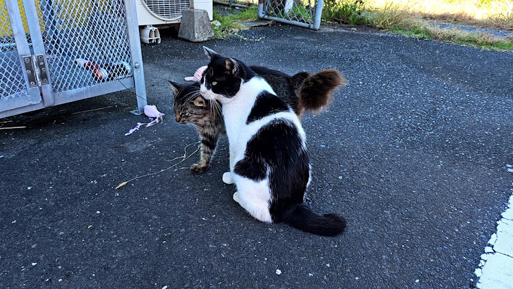 ヤリスのしろ　さんが投稿したカスタム事例の投稿画像7枚目