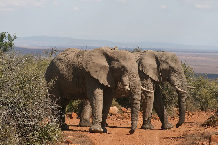 Elephant spotting at Balule Camp, Kruger National Park.