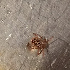 Gulf Coast Tick (Male)