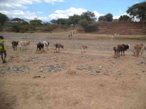 Herder drives his cows to take water along the drying up river Kerio in border of Baringo and Elgeyo/Marakwet counties in 2017./JOSEPH KANGOGO