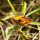 Fiery Skipper Butterfly