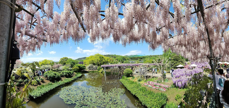 スカイラインのいつもイイネ&コメントありがとうございます🙇‍♂️・しんちゃんフランク・あしかがフラワーパーク・ウェステリアベアに関するカスタム事例の投稿画像4枚目