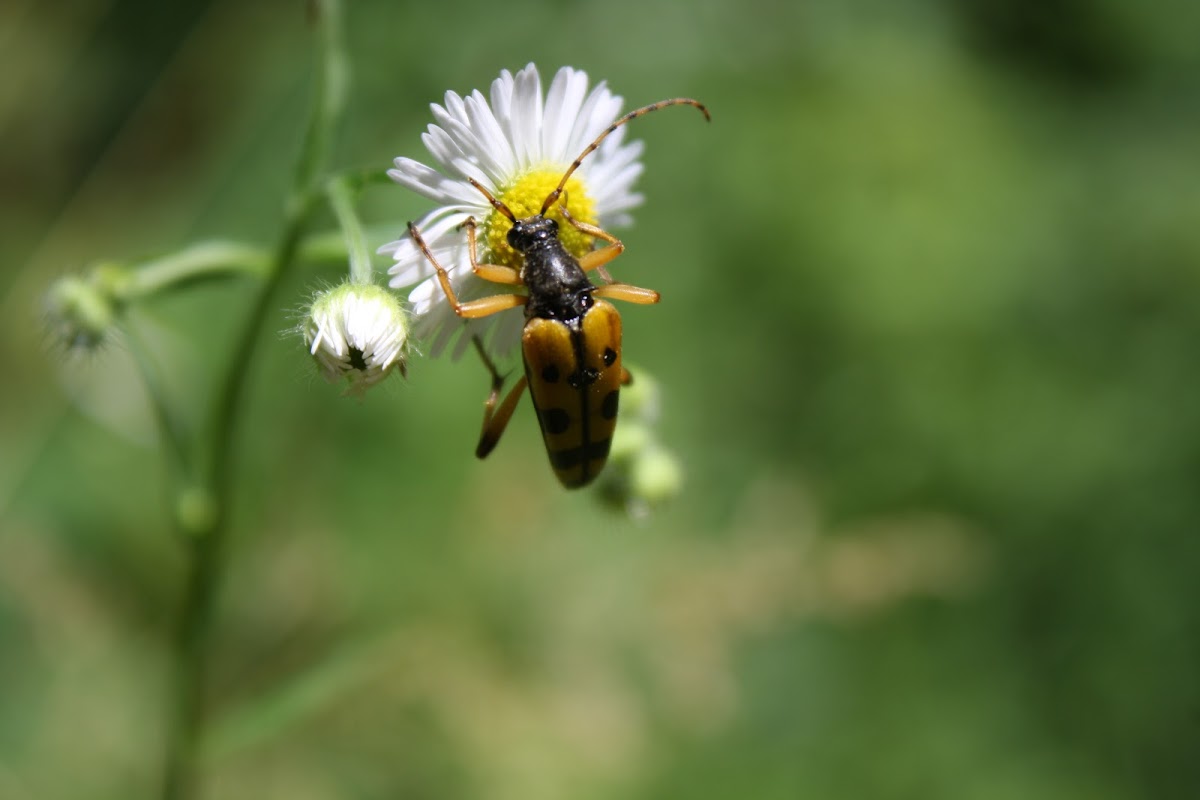 Spotted Longhorn