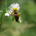 Spotted Longhorn