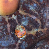 Asian Lady Beetle w/ Laboulbeniales fungus