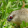 White browed coucal