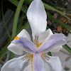 African Iris