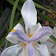 African Iris