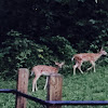 White-tailed deer