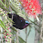 Amethyst Sunbird