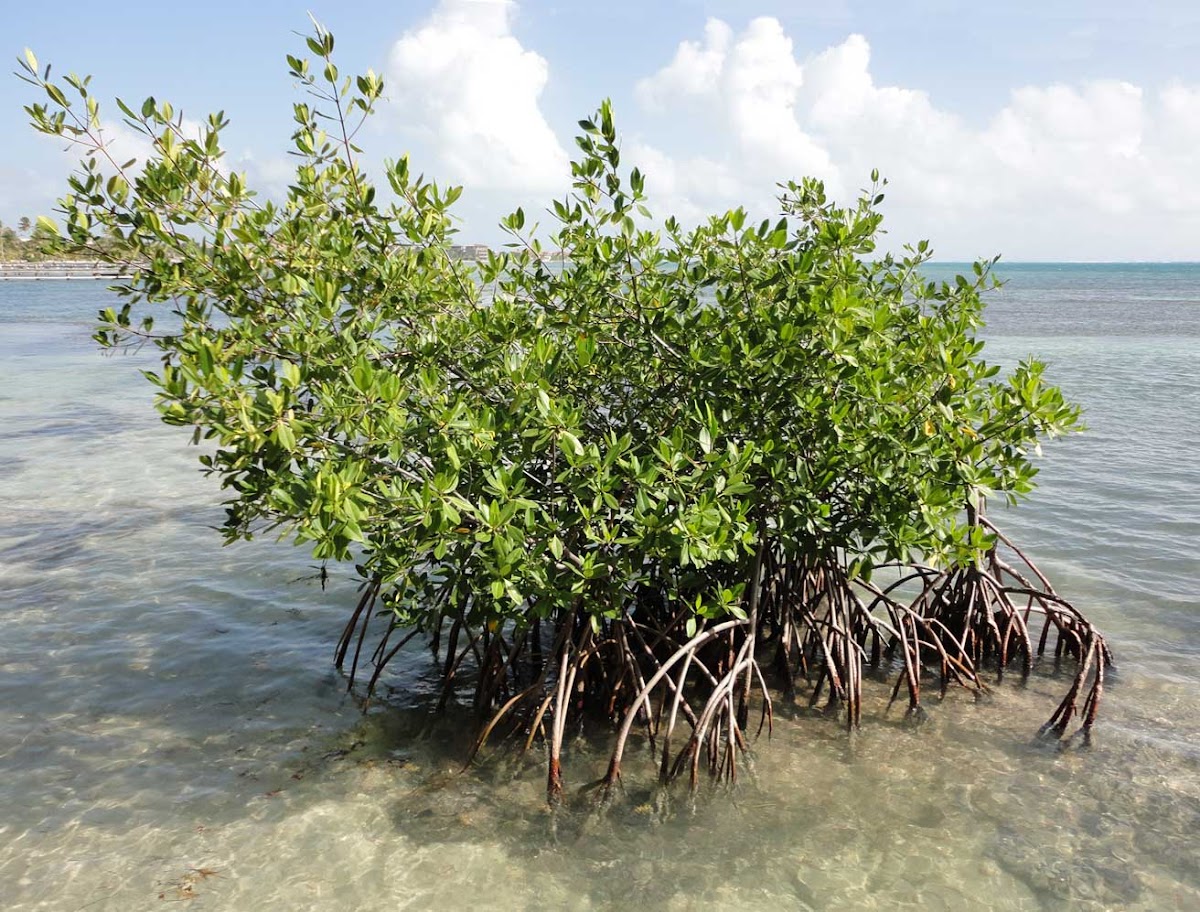 Red Mangrove