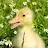 Baby Duck Wallpaper icon