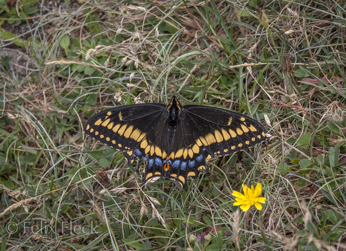 Short-tailed Swallowtail