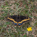 Short-tailed Swallowtail