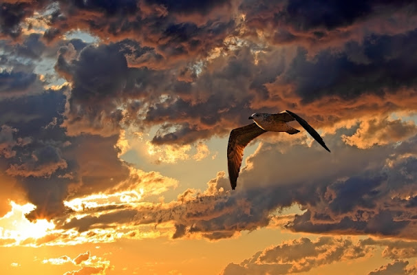 Volo solitario di Damiano