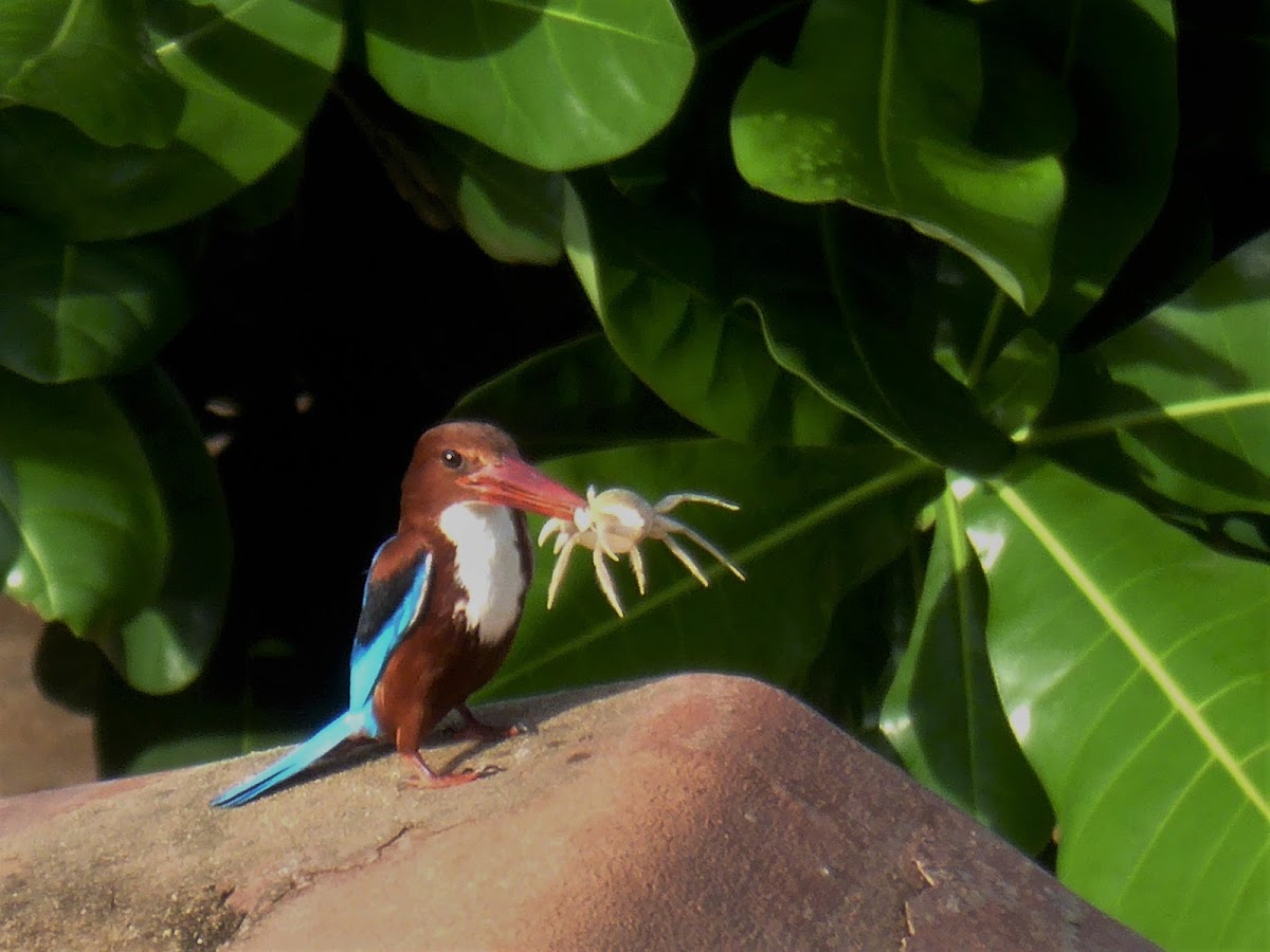 White-breasted Kingfisher