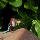 White-breasted Kingfisher