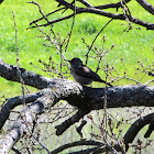 Nutalls Woodpecker