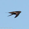 Pallid Swift; Vencejo Pálido