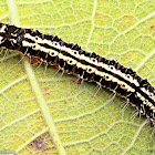 Snouted Tiger Moth Caterpillar