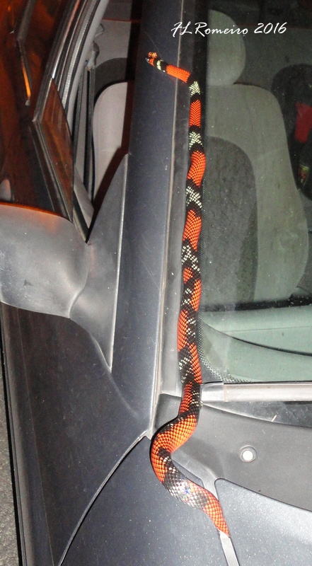 False coral snake