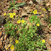 Slender Yellow Woodsorrel