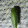 Leafhopper