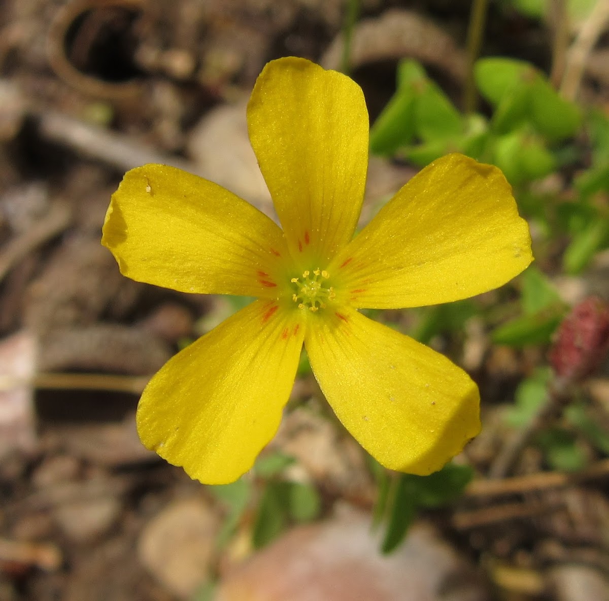 Slender Yellow Woodsorrel