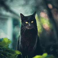 il gatto nero di 