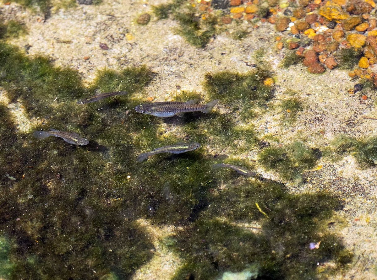 Eastern Mosquitofish