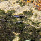 Eastern Mosquitofish