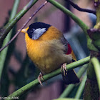 Silver-eared Mesia